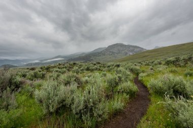 Kesim yeşil alan ile bulutlu gün Wyoming vahşi doğada trail.