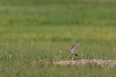 Çim alanda kir kahverengi kuş topraklarda kazık