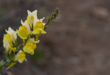 Sarı Çan şeklinde çiçeklerle kopya alanı sağa