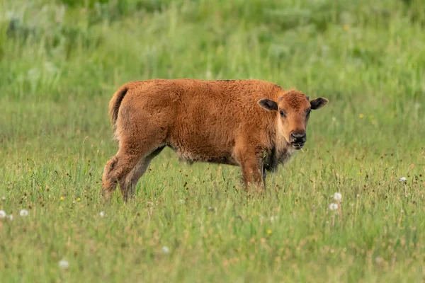 Baby Bison Veld Draait Richting Camera Vroege Zomer — Stockfoto