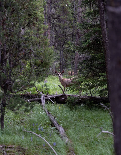 Nyfiken Rådjur Står Fortfarande Tallskogen — Stockfoto