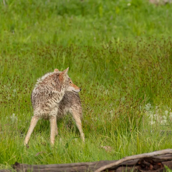 Coyote Mira Por Encima Del Hombro Mientras Protege Pedazo Carne — Foto de Stock