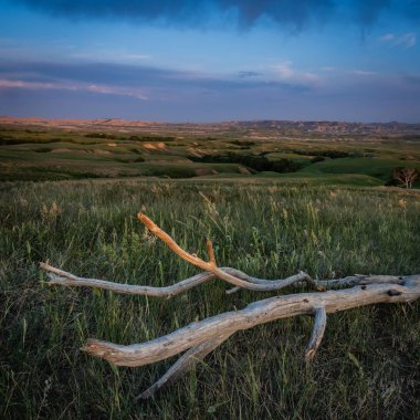 Dead Wood Sits in Prairie with Badlands in background clipart