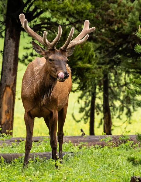 Elk Slickar Läpparna Medan Som Står För Fältet Framför Träd — Stockfoto