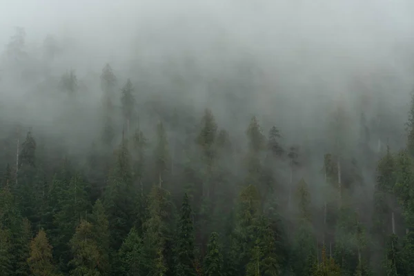 Le brouillard s'infiltre dans toute la forêt de pins — Photo