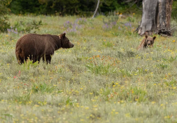 Urso pardo e filhote em campo — Fotografia de Stock