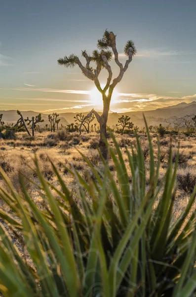 Joshua-Baum mit Sonnenuntergang durch Yucca-Pflanze — Stockfoto
