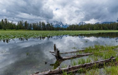 Zambak yastıkları Heron gölet yüzeyinin kapak