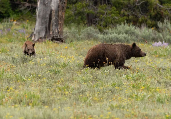 Mor och Cub grizzlybjörn i fältet — Stockfoto