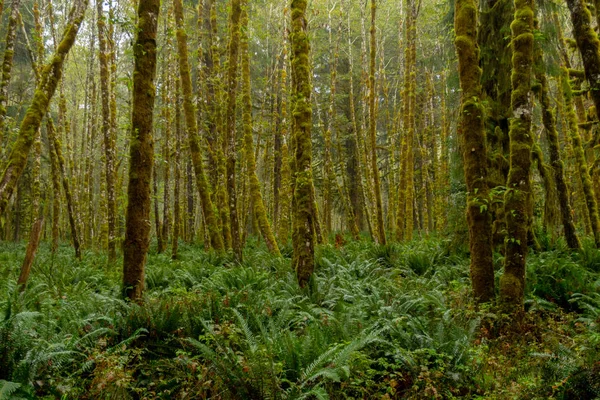 Misty groen bos met varens die betrekking hebben op grond — Stockfoto