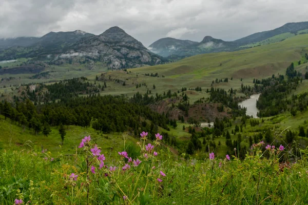 Růžové květy v popředí divočiny Wyomingu — Stock fotografie
