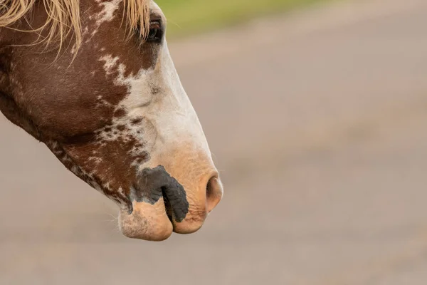 Profil av Wild häst ansikte — Stockfoto