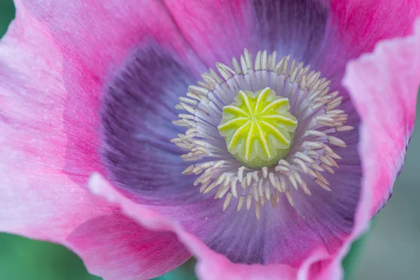 Dentro de rosa y púrpura flor de amapola de cerca — Foto de Stock