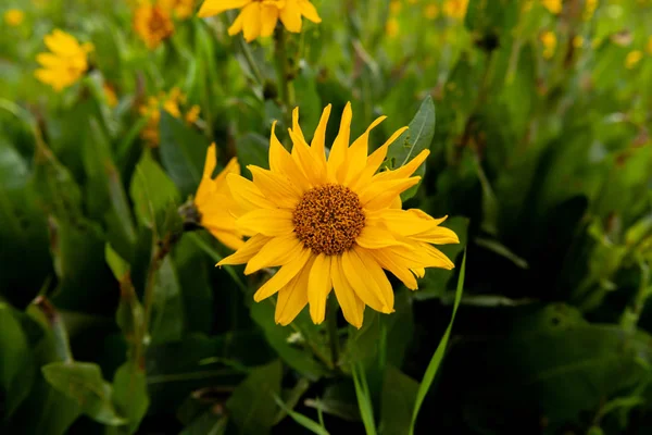 Single Yellow Sunflower in Summer Field — Stock Photo, Image