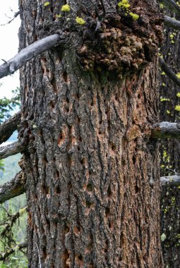 Ağaç gövde kırdı tarafından etkin ağaçkakan