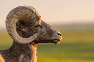 Sağa bakan Bighorn koyun gözü kapalı