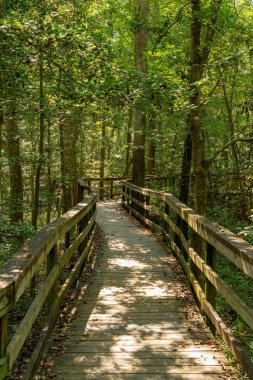Congaree orman ile Boardwalk iz