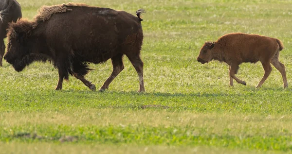 Bison kalv följer mor över fältet — Stockfoto