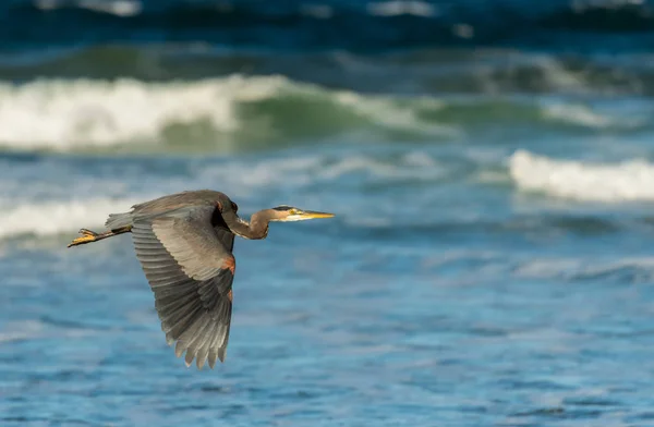 Blue Heron voa na frente da água azul — Fotografia de Stock