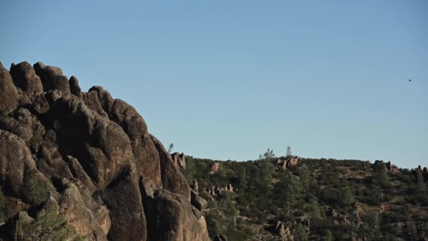 California Condor Soars Blue Sky California Central Valley Coast — Stock Video