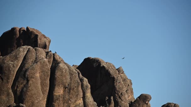 California Condors Lazily Soar Pinnacles Mov — Stock Video