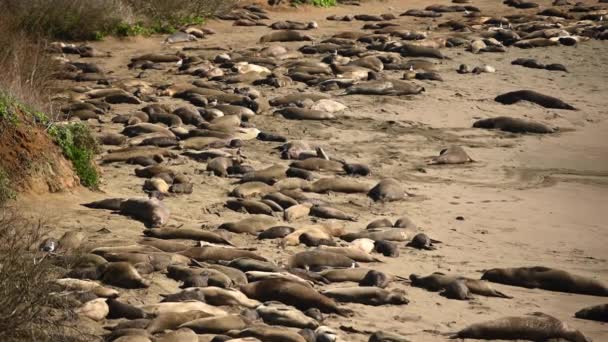 Elephant Seals Bagnarsi Sole Sulla Spiaggia Sabbia Lungo Oceano Pacifico — Video Stock