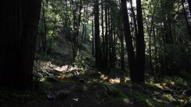 Orrmanı Pacific Northwest son yağmur damla düşmek