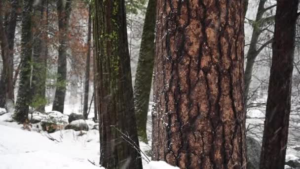 Grote Redwood Boom Drijvende Sneeuw Yosemite Valley — Stockvideo