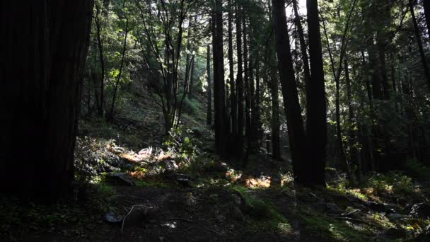 Laatste Regen Druppels Vallen Uit Het Kronendak Pacific Northwest — Stockvideo