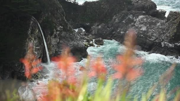 Mcway Cae Fuera Foco Flores Anaranjadas Largo Costa Sur Grande — Vídeos de Stock