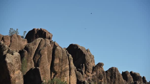 国家公园尖顶岩石上的多个加州秃鹰 — 图库视频影像