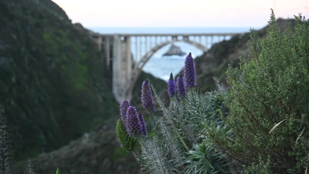 紫色的花和比克斯比溪大桥沿布尔苏尔海岸 — 图库视频影像