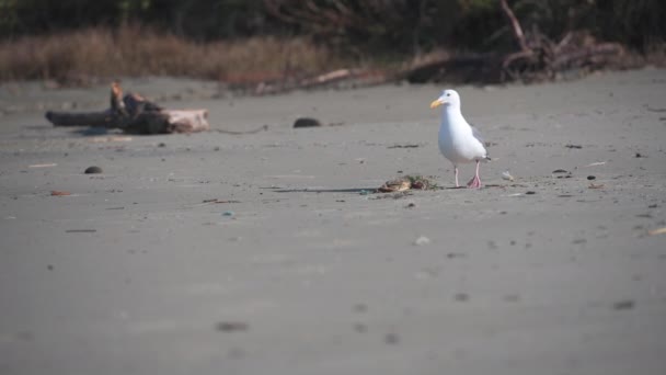 Gabbiano Trova Granchio Sulla Spiaggia Avvicina — Video Stock