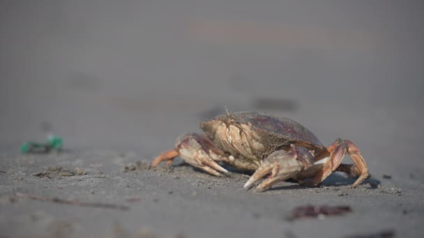 Foco Superficial Del Cangrejo Playa Día Soleado — Vídeos de Stock