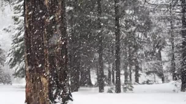 Les Flocons Neige Tombent Dans Forêt Une Vitesse Trimestrielle — Video