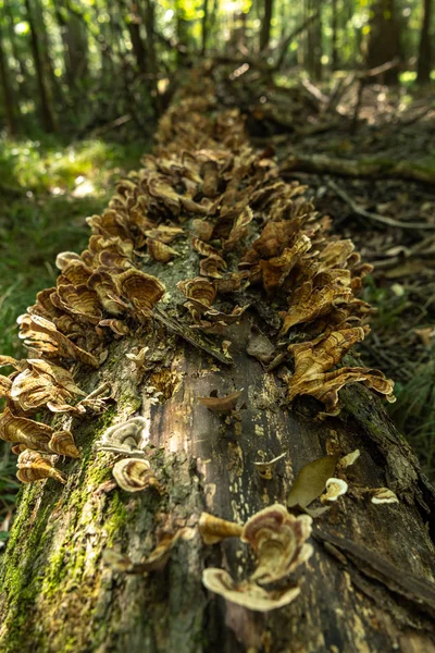 Detail van de schimmel groeit langs omgevallen boomstam — Stockfoto