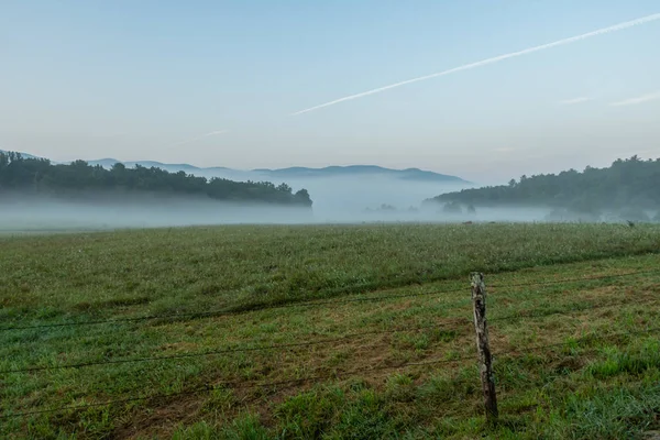 Herten grazen In de ochtend mist — Stockfoto