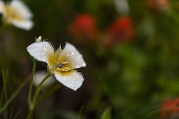 Tautropfen auf einer spitzen Mariposa-Lilie — Stockfoto