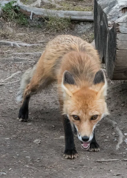 Abordagens de raposa vermelha com fome com cautela — Fotografia de Stock
