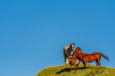 Mavi gökyüzü üzerinde dört vahşi at