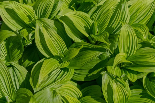 Falska Hellebore Bladen i Full sol — Stockfoto