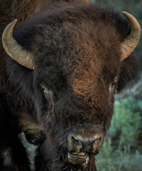 Лицо бизона — стоковое фото