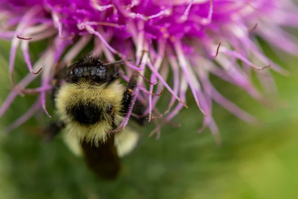 보라색 꽃잎에 퍼지 꿀벌 — 스톡 사진
