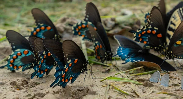 蝴蝶群在地面上喂食 — 图库照片