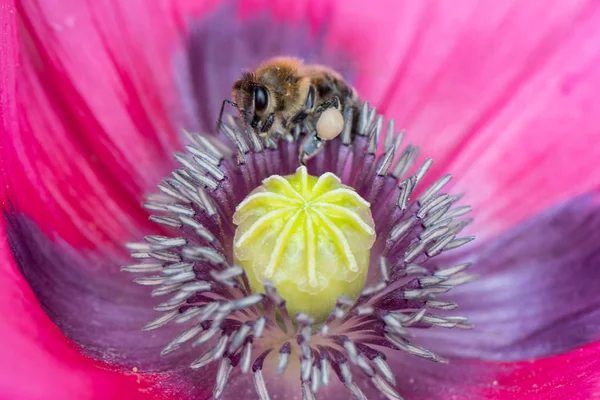 Miel abeja polinización rosa amapola —  Fotos de Stock