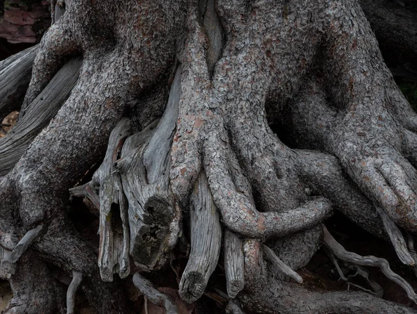 Nó de Mess of Tree Roots — Fotografia de Stock