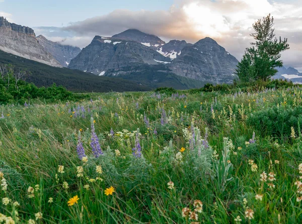 Lupine a divoké květiny v terénu před horami — Stock fotografie