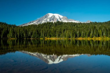 Blue Lake 'de Rainier Dağı ve çam ağaçları yansıtması