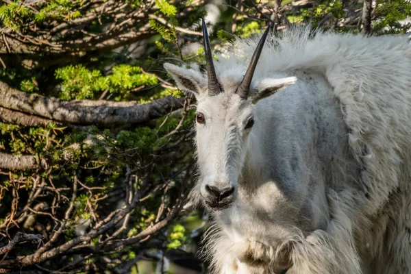 Mountain Goat Stares At Camera — Stock Photo, Image