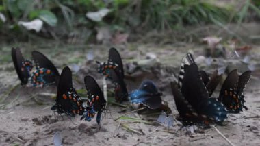 Kuru çamur birikintisi kelebekler Çoklu türleri